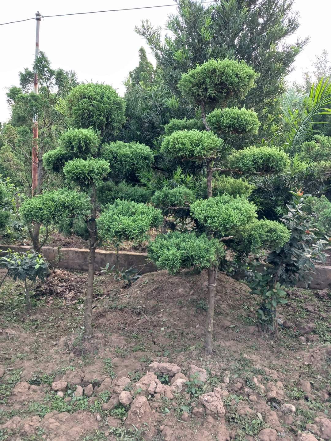 tùng thế