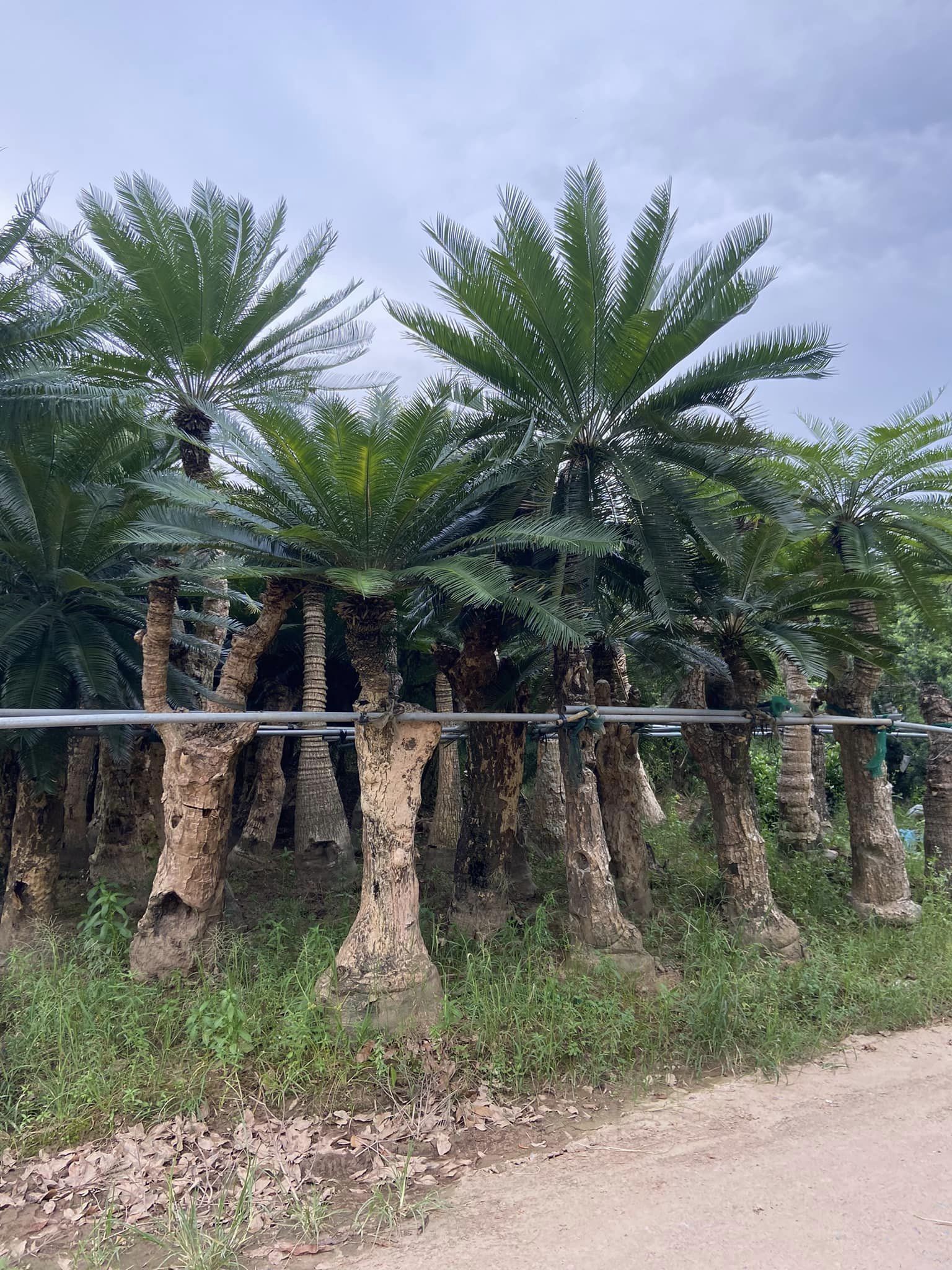 Đặc điểm của cây thiên tuế