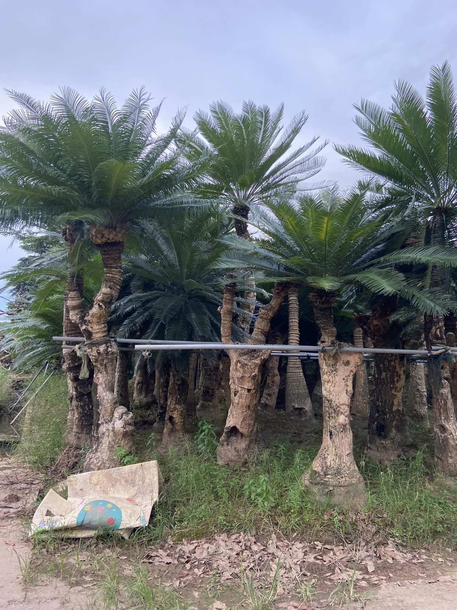 Thiên tuế là loại cây dễ chăm sóc