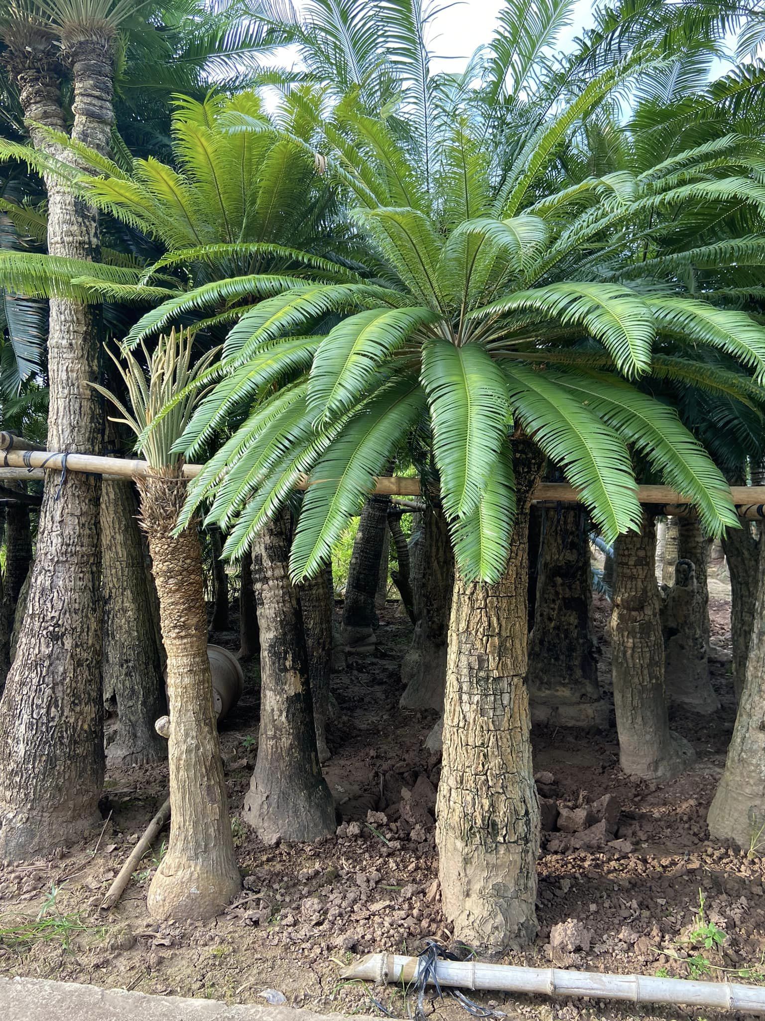 cây thiên tuế được coi là biểu tượng của sự may mắn