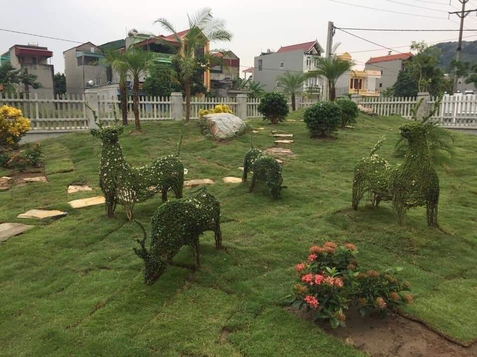 Đặc điểm Cỏ Nhung