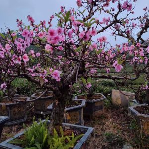 Báo Giá Bán và Cho Thuê Hoa Đào Tết