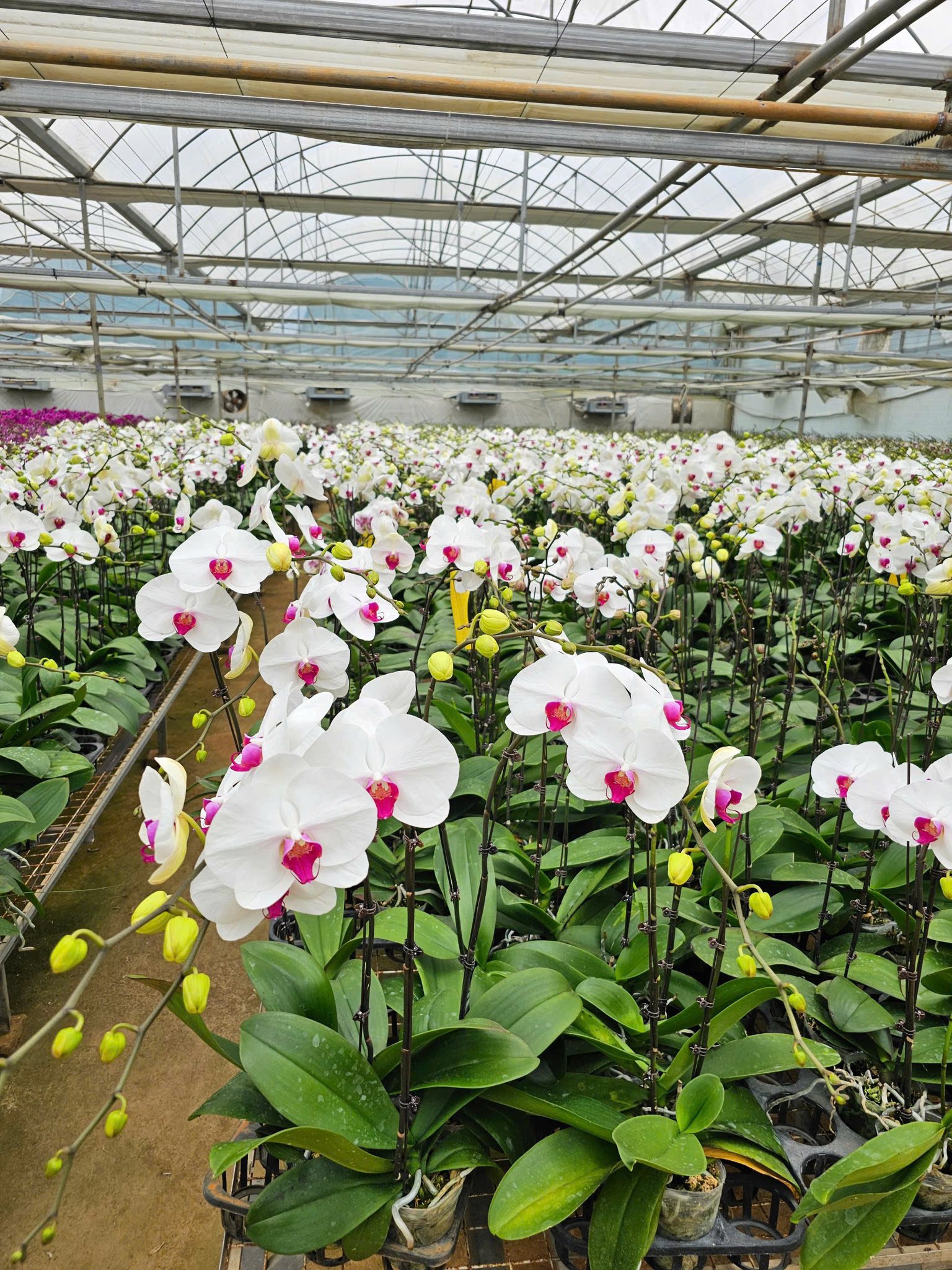 Giới Thiệu Về Lan Hồ Điệp