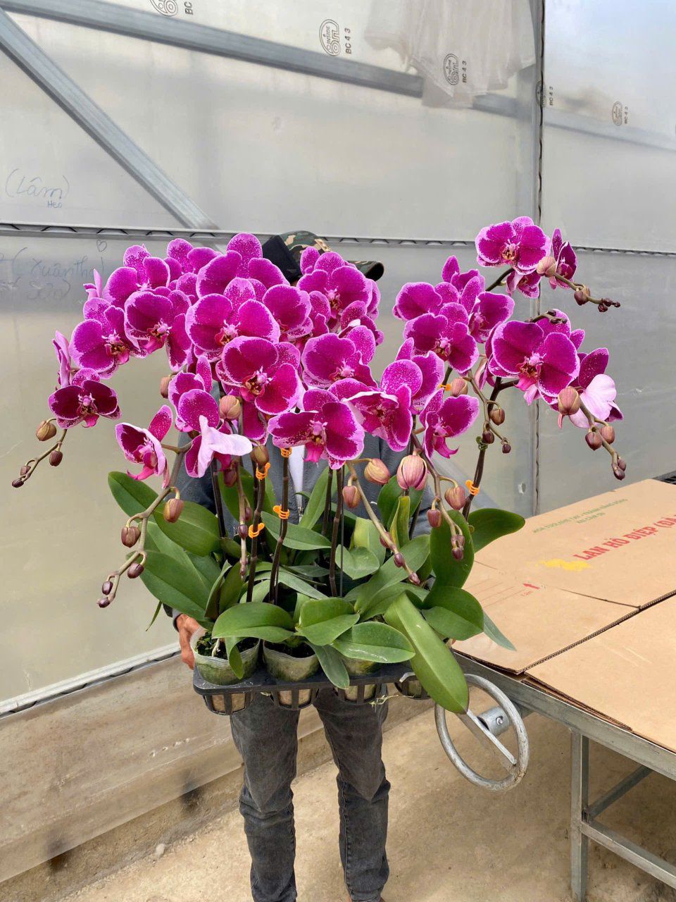 cung cấp lan Hồ Điệp chất lượng