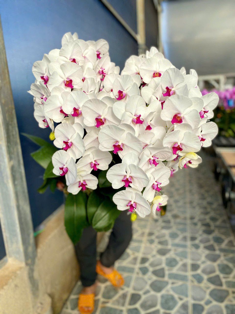 hoa lan hồ điệp