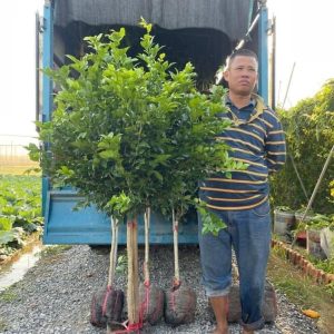Cách trồng cây hoa nguyệt quế xanh tốt