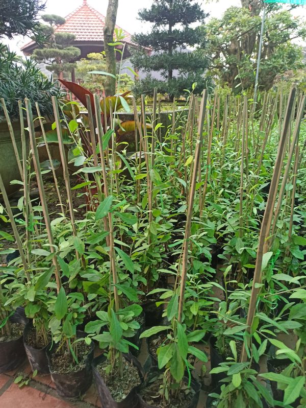Cách Chăm Sóc cây cúc tần ấn độ