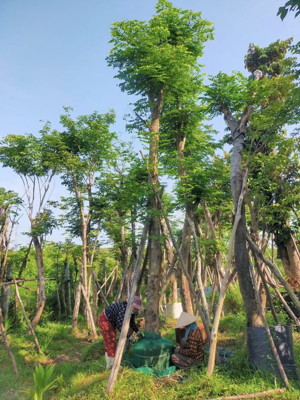 Cách chăm sóc cây giáng hương