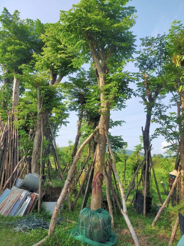 Cây giáng hương