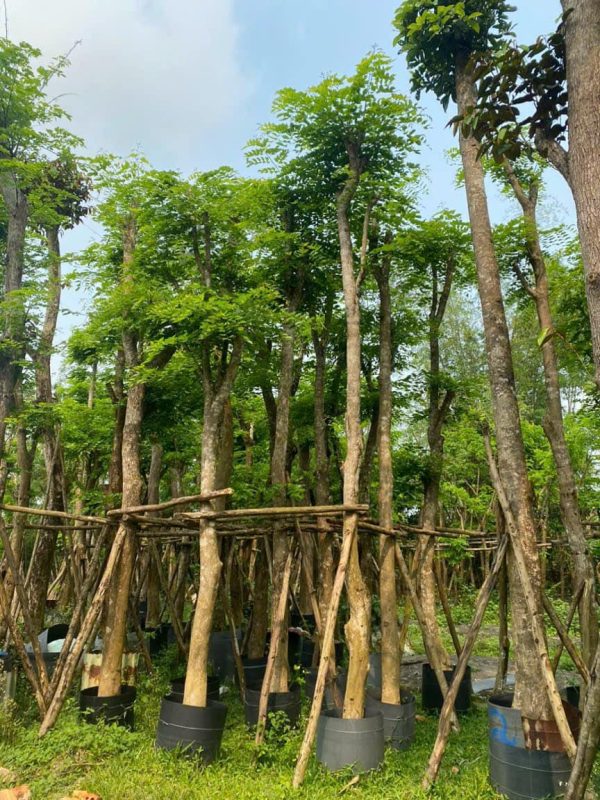 Cây giáng hương cần được tưới nước