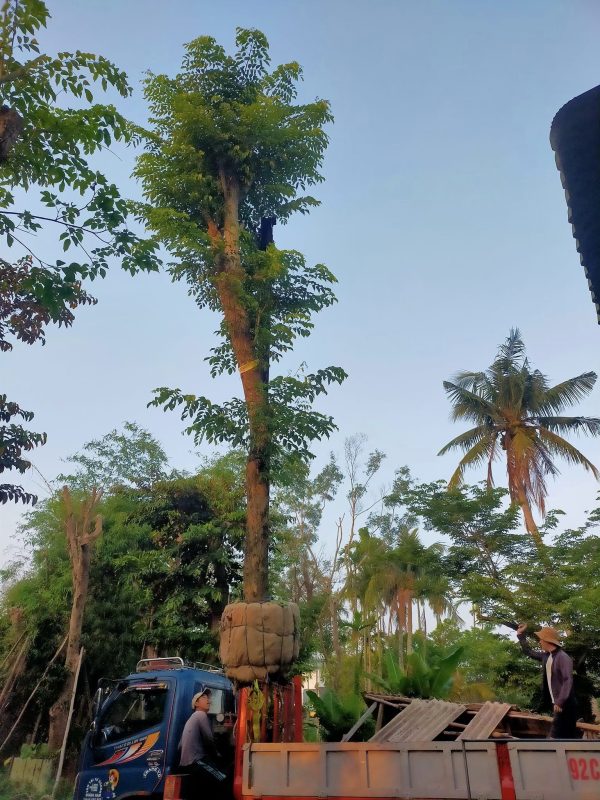 Đặc điểm của cây giáng hương
