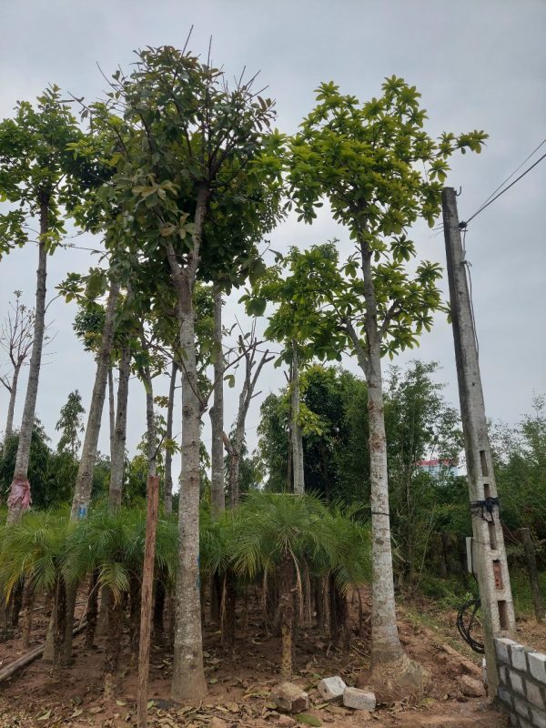 Đặc điểm của cây sala