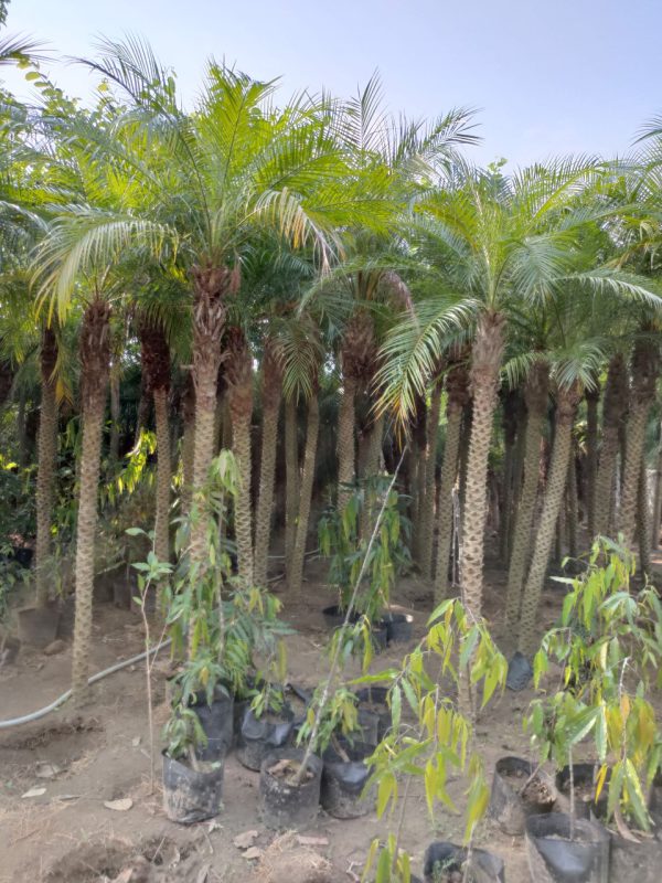 Đất trồng cây Cau Nga Mi