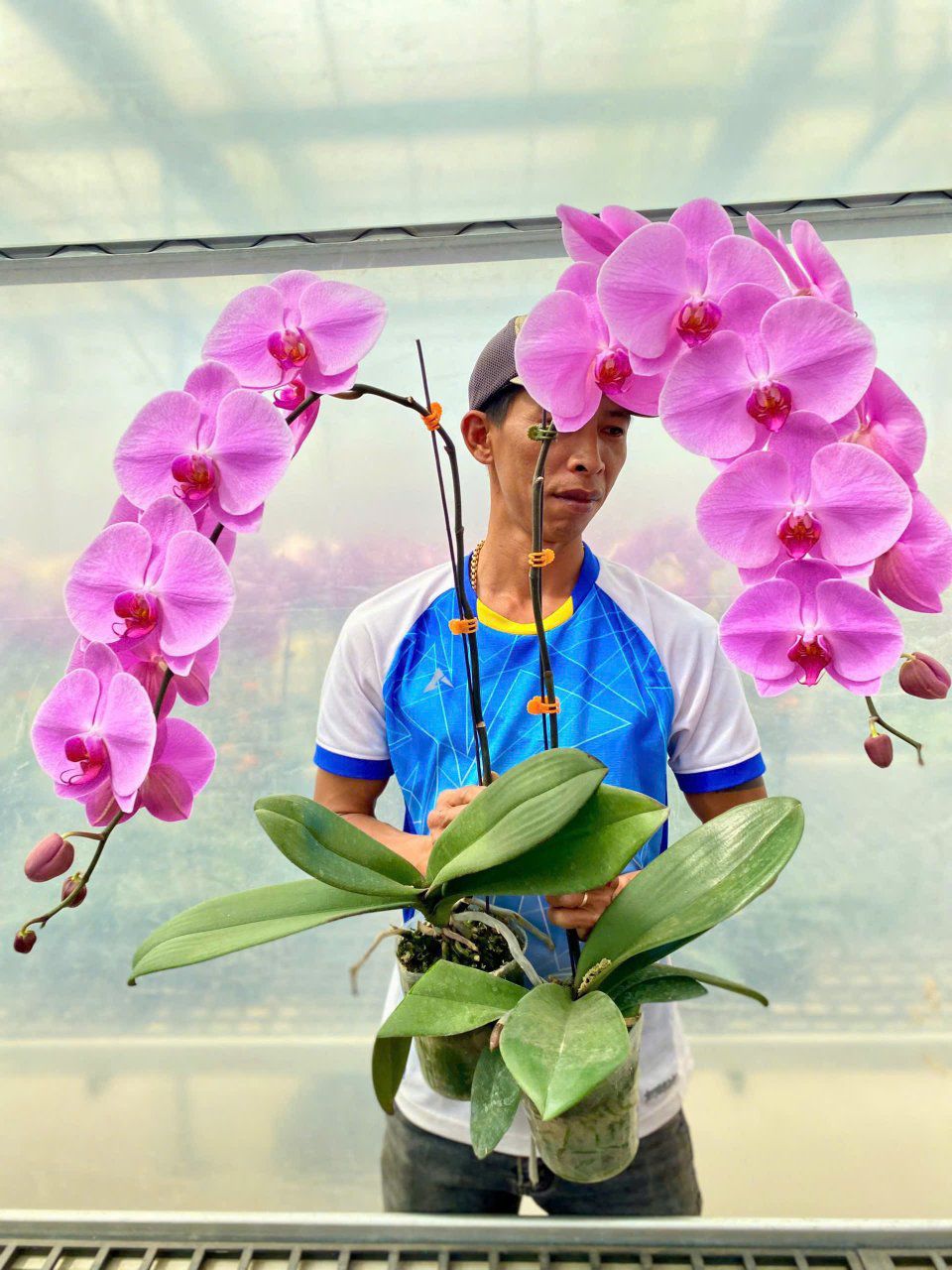 Đặc Điểm Nổi Bật Của Lan Hồ Điệp Đặc Điểm Nổi Bật Của Lan Hồ Điệp